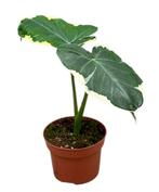 Alocasia Mickey Mouse | Potmaat 10,5, Overige soorten, In pot, Minder dan 100 cm, Groene kamerplant