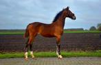 Tekoop: Luxe Merrie veulen, Dieren en Toebehoren, Paarden, Merrie, Gechipt, 0 tot 2 jaar, Tuigpaard