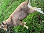 Toggenburger bok Hoornloos, Dieren en Toebehoren, Schapen, Geiten en Varkens, Mannelijk, Geit, 0 tot 2 jaar