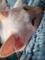 Heilige birmaan kitten kater, Kater, Ontwormd, 0 tot 2 jaar