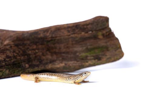 Jonge Parelskinken, Dieren en Toebehoren, Reptielen en Amfibieën, Hagedis, 0 tot 2 jaar