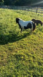 Tekoop shetland pony's, Dieren en Toebehoren, Pony's, Merrie, Recreatiepony, 0 tot 2 jaar