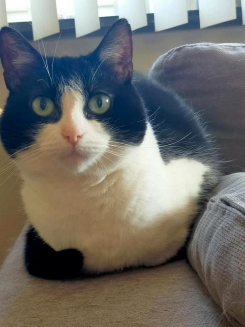 Poes zoekt thuis aangeboden, Dieren en Toebehoren, Katten en Kittens | Overige Katten, Poes, 6 jaar of ouder