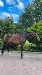 Kwpn merrie, Dieren en Toebehoren, Paarden, Merrie, Dressuurpaard, 0 tot 2 jaar