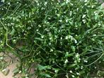 Mistletoe takjes (15+1) voor kerstmis versieringen, Diversen, Kerst, Ophalen of Verzenden