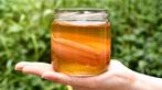 BIO Kombucha Komboecha Scoby + startersvloeistof, Ophalen of Verzenden