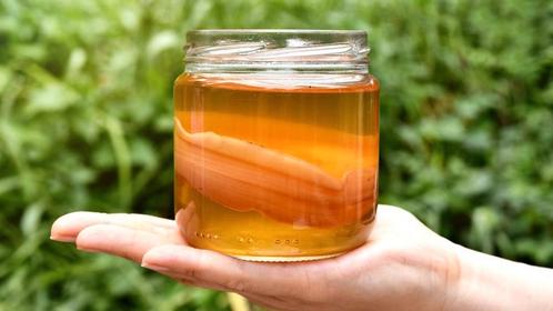 BIO Kombucha Komboecha Scoby + startersvloeistof, Diversen, Levensmiddelen, Ophalen of Verzenden