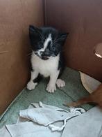 Boerderij kittens., Dieren en Toebehoren