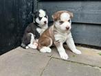 Zwarte Husky pup tekoop, Dieren en Toebehoren, Honden | Poolhonden, Keeshonden en Oertypen, Reu, 8 tot 15 weken, Poolhond, Eén hond