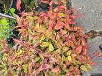 Duidendknoop Persicaria Red Dragon in pot p9, Ophalen, Zomer, Volle zon