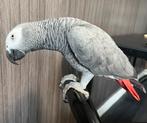 Handtamme/mega lieve Grijze Roodstaart papegaai Aangeboden!, Dieren en Toebehoren, Vogels | Parkieten en Papegaaien, Mannelijk
