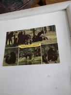 ARNHEM. BURGERS-ZOO. 1988, Ophalen of Verzenden, 1980 tot heden