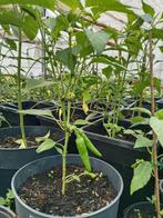 Cayennepeper planten 5,00 euro per stuk. ,, Volle zon, Groenteplanten, Eenjarig, Ophalen of Verzenden