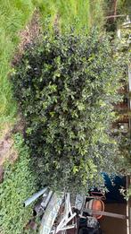Hulst dubbele struik, Tuin en Terras, Planten | Struiken en Hagen, Ophalen