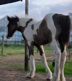 Tinker hengst   veulen  te koop, Hengst