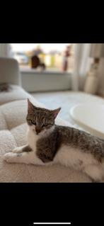 Poes te koop, Dieren en Toebehoren, Katten en Kittens | Overige Katten, Poes, Kortharig, 0 tot 2 jaar