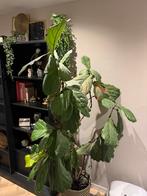 Ficus lyrata, vioolblad, Ophalen, Ficus, Halfschaduw, Minder dan 100 cm