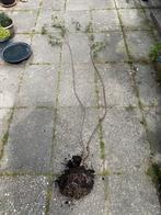 Gewone Passiflora, loopt goed uit, ongeveer 2 meter lang., Volle zon, Vaste plant, Zomer, Ophalen