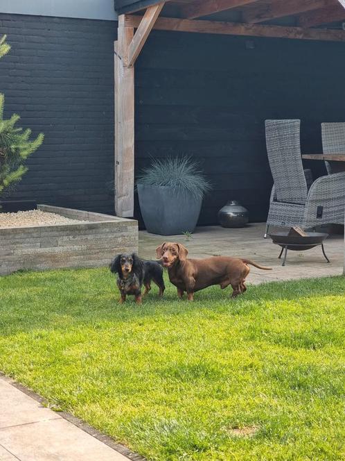 Nest aankondiging langharige dwergteckel, Dieren en Toebehoren, Honden | Teckels en Dashonden, Geslacht onbekend, Dwerg, Particulier