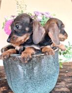 Ruwhaar teckel pups te koop aangeboden, Dieren en Toebehoren, Honden | Teckels en Dashonden, Particulier, Meerdere, 8 tot 15 weken
