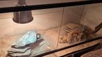 Terrarium reptiel + accessoires, 0 tot 2 jaar