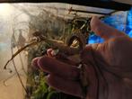 Australische flappentakken, Dieren en Toebehoren, Wandelende tak