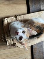 Kitten poesje 15 weken, Dieren en Toebehoren, Katten en Kittens | Overige Katten, Poes