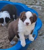 Border Collie pup met NHSB-stamboom (teefje), Dieren en Toebehoren, CDV (hondenziekte), Particulier, Teef, 8 tot 15 weken