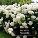 Hortensia Annabelle WEEKACTIE  10 voor € 60.00, Tuin en Terras, Planten | Struiken en Hagen, Minder dan 100 cm, Ophalen, Hortensia