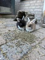 Baby dwerg konijn, Dieren en Toebehoren, Konijnen, Dwerg