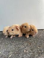 Leuke baby cavias, Cavia, Juni, Mannelijk, Tam