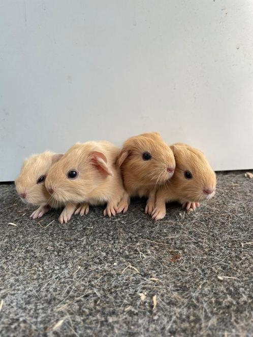 Leuke baby cavias, Dieren en Toebehoren, Knaagdieren, Mannelijk, Cavia, Juni, Tam