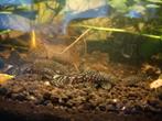 Ancistrus borstelneus algeneters, Dieren en Toebehoren, Vissen | Aquariumvissen, Vis, Zoetwatervis