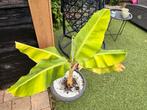 Musa bananenplant, Tuin en Terras, Planten | Tuinplanten, Ophalen, Overige soorten, Halfschaduw