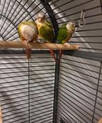 Parkieten, Dieren en Toebehoren, Vogels | Parkieten en Papegaaien