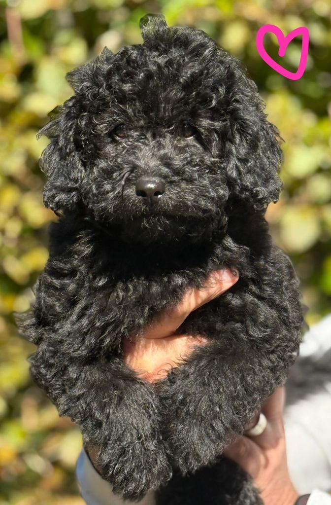 Dwerg/-toypoedel pups, Dieren en Toebehoren, Honden | Retrievers, Spaniëls en Waterhonden, Meerdere dieren, Overige rassen, Fokker | Professioneel