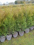Thuja Brabant, Ophalen of Verzenden, Conifeer, 100 tot 250 cm