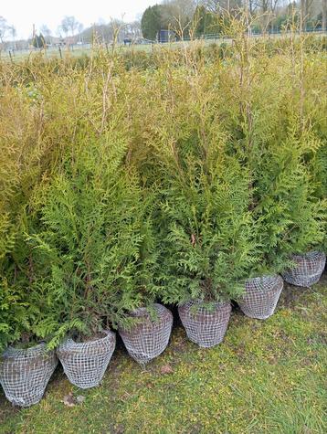 Thuja Brabant  beschikbaar voor biedingen