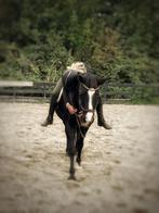 Bijrijd pony gezocht !, Ophalen of Verzenden