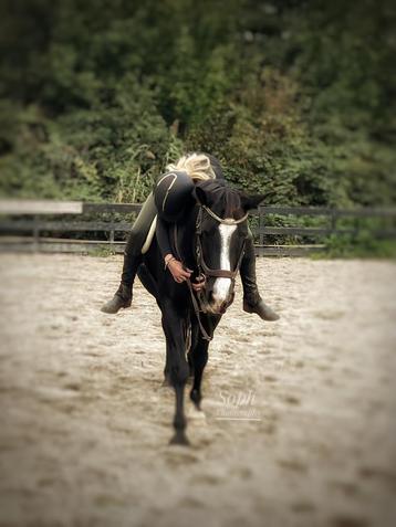Bijrijd pony gezocht ! beschikbaar voor biedingen