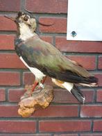 Opgezette vogel  ., Verzamelen, Dierenverzamelingen, Ophalen of Verzenden, Zo goed als nieuw, Vogel, Opgezet dier
