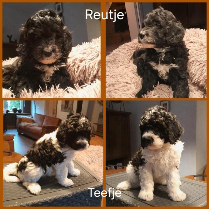 Labradoodle pups, Dieren en Toebehoren, Honden | Retrievers, Spaniëls en Waterhonden, Meerdere dieren, Overige rassen, Particulier