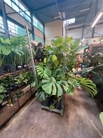 Monstera Deliciosa “big leaf”, Ophalen, Overige soorten, Minder dan 100 cm