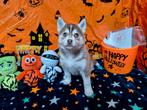 Pomsky pups mogen eind nov nest verlaten, Dieren en Toebehoren, Honden | Niet-rashonden, 8 tot 15 weken, Meerdere, Meerdere dieren
