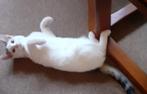 kitten, Dieren en Toebehoren, Katten en Kittens | Overige Katten, Kater, Kortharig, 0 tot 2 jaar