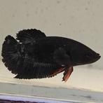 Betta splendens man 76, Dieren en Toebehoren, Vissen | Aquariumvissen, Vis