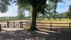 weidegang – voor paarden met pensioenplannen, Dieren en Toebehoren, Stalling en Weidegang, Weidegang