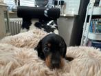 Dwerg teckel pups, Dieren en Toebehoren, Honden | Teckels en Dashonden, CDV (hondenziekte), 8 tot 15 weken, Korthaar, Dwerg