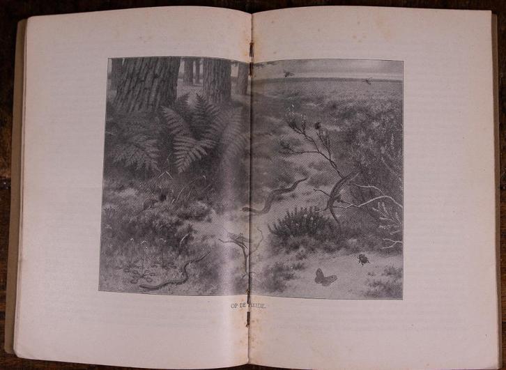 schoolplaat boekje – Op de heide, Antiek en Kunst, Antiek | Schoolplaten, Natuur en Biologie, Verzenden