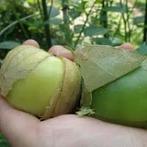 Tomatillo stekjes, Tuin en Terras, Planten | Tuinplanten, Ophalen, Volle zon, Eenjarig, Zomer